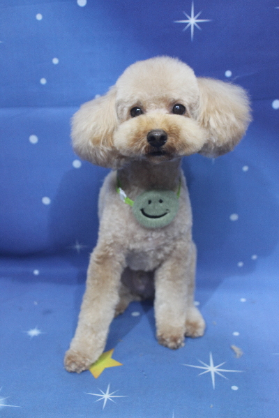 千葉県船橋市のトイプードルのトリミング画像