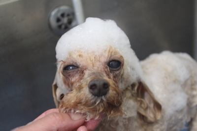 千葉県船橋市のトイプードルのシャンプー画像