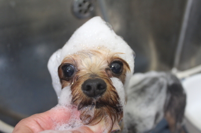 千葉県鎌ケ谷市ヨークシャーテリアのシャンプー画像