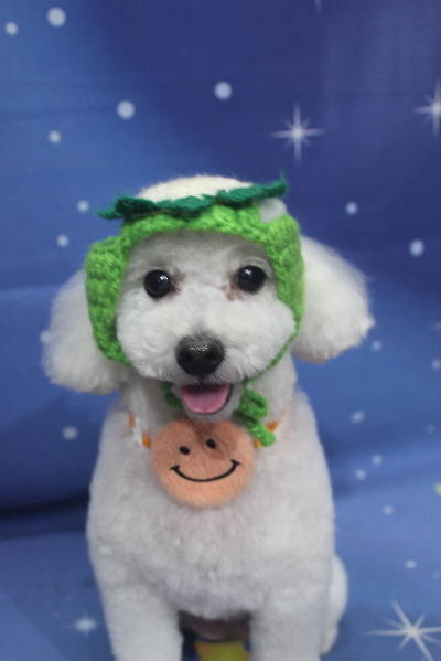 千葉県船橋市のトイプードルのトリミング画像