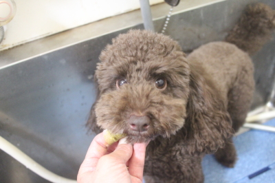 千葉県千葉市のトイプードルの歯磨き画像