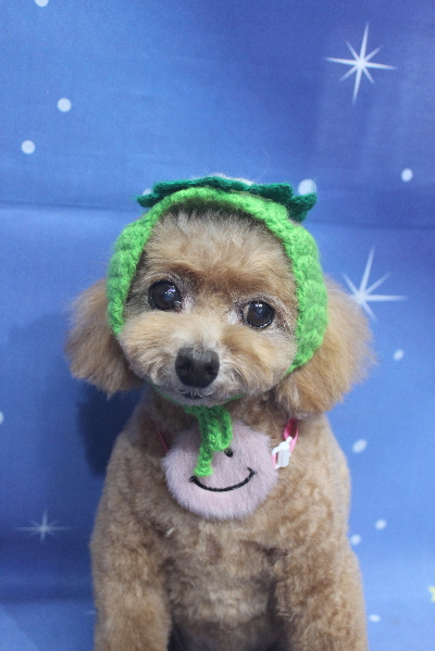 千葉県鎌ケ谷市のトイプードルのトリミング画像