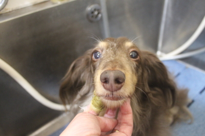 千葉県松戸市のミニチュアダックスの歯磨き画像
