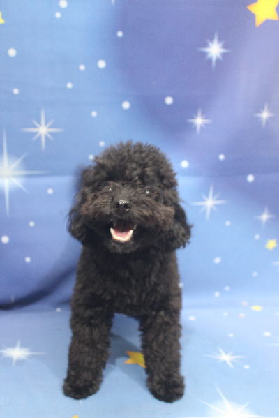 千葉県鎌ケ谷市のトイプードルのトリミング前画像