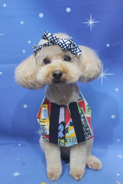 千葉県船橋市のトイプードルのトリミング画像