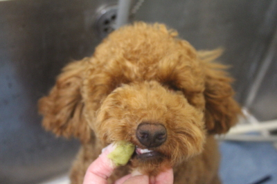 千葉県船橋市のトイプードルの歯磨き画像