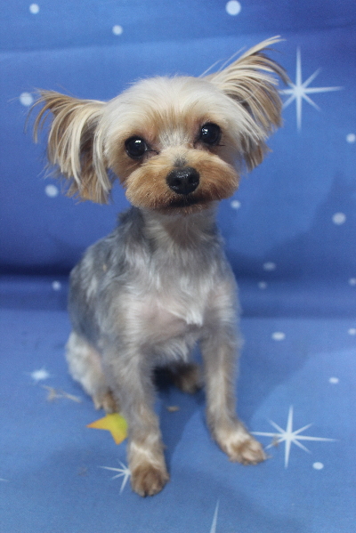 千葉県鎌ケ谷市ヨークシャーテリアのトリミング画像