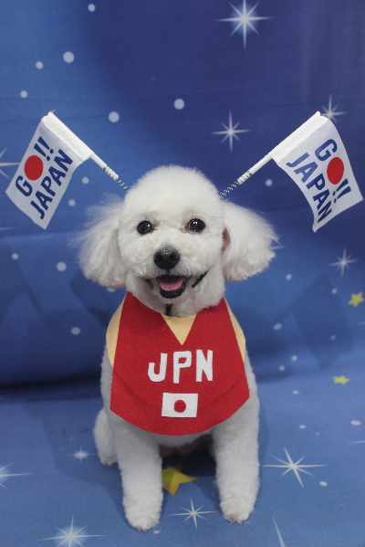 千葉県船橋市のトイプードルのトリミング画像