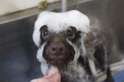 千葉県千葉市のトイプードルのシャンプー画像