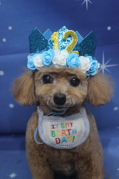 千葉県鎌ケ谷市のトイプードルのトリミング画像