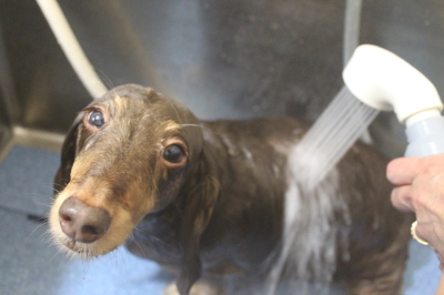 千葉県松戸市のミニチュアダックスオゾンシャワー画像