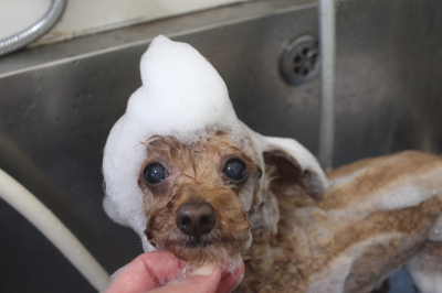 千葉県船橋市のトイプードルのシャンプー画像