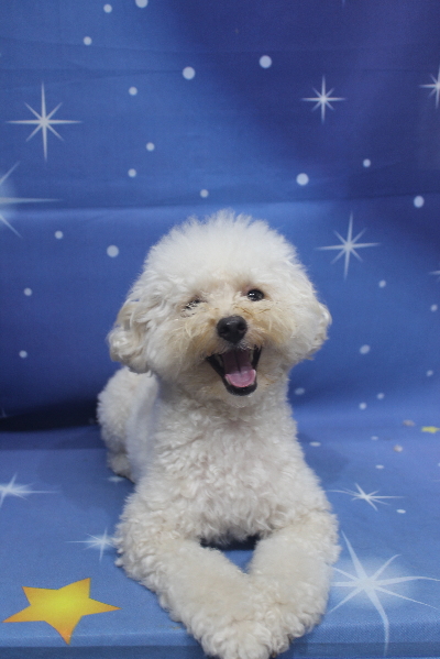 千葉県鎌ケ谷市のトイプードルのトリミング前画像