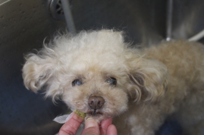 千葉県鎌ヶ谷市のトイプードルの歯磨き画像