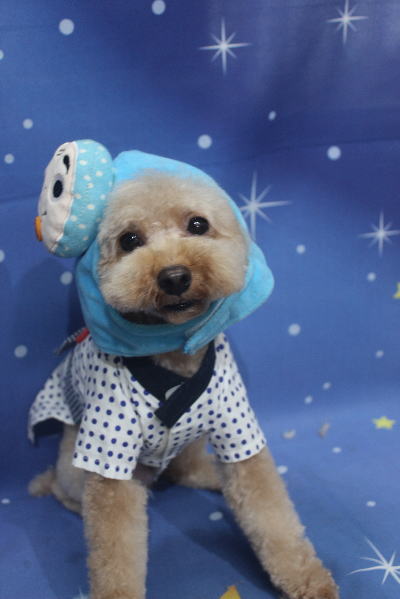 千葉県船橋市のトイプードルのトリミング画像