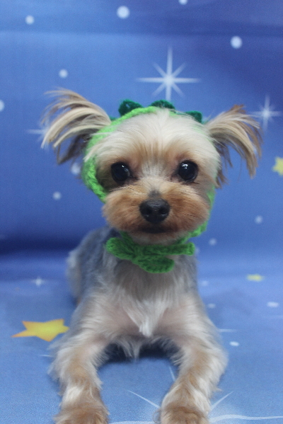 千葉県鎌ケ谷市ヨークシャーテリアのトリミング画像