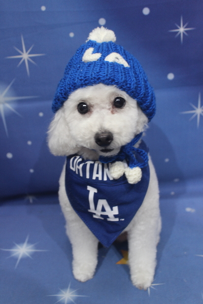 千葉県船橋市のトイプードルのトリミング画像