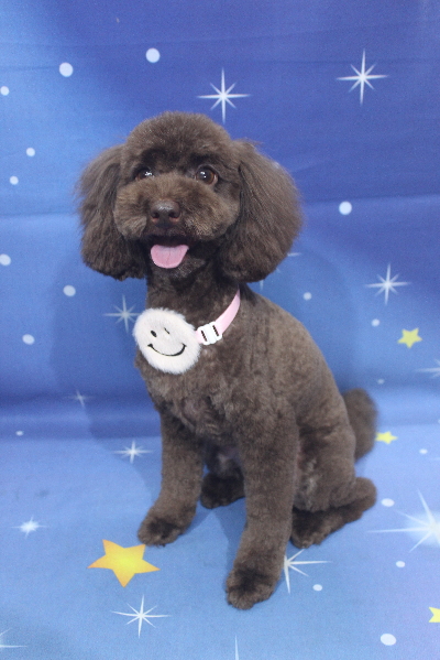 千葉県千葉市のトイプードルのトリミング画像