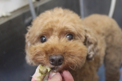 千葉県船橋市のトイプードルの歯磨き画像