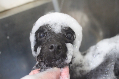 千葉県鎌ヶ谷市のトイプードルのシャンプー画像