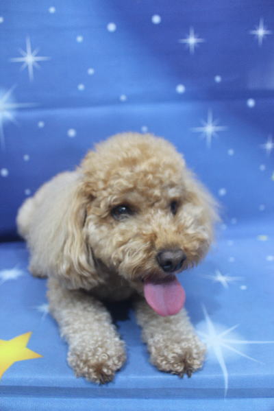 千葉県船橋市のトイプードルのトリミング前画像
