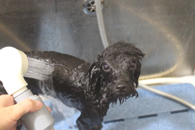 千葉県鎌ケ谷市のトイプードルのオゾンシャワー画像