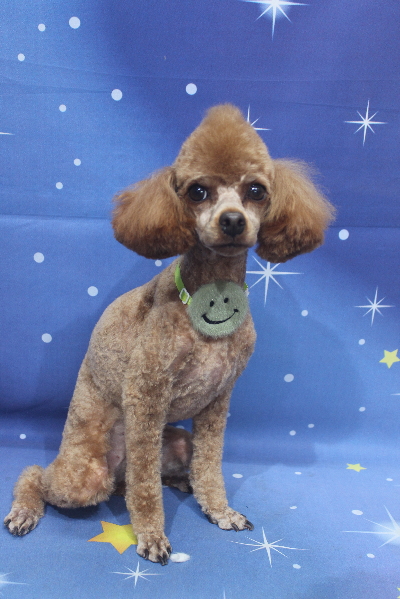 千葉県船橋市のトイプードルのトリミング画像