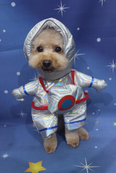 千葉県船橋市のトイプードルのトリミング画像