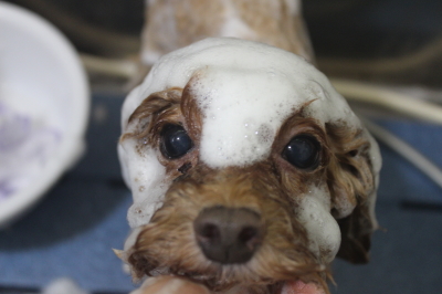 千葉県船橋市のトイプードルのシャンプー画像