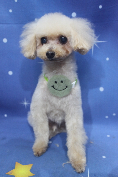 千葉県船橋市のトイプードルのトリミング画像