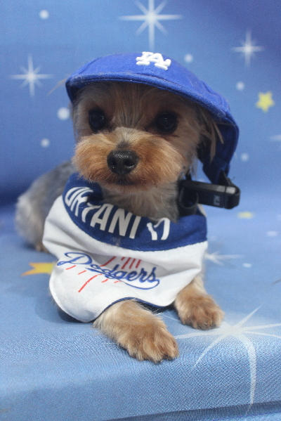 千葉県鎌ケ谷市ヨークシャーテリアのトリミング画像