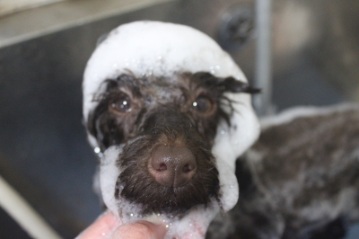 千葉県市川市のトイプードルのシャンプー画像