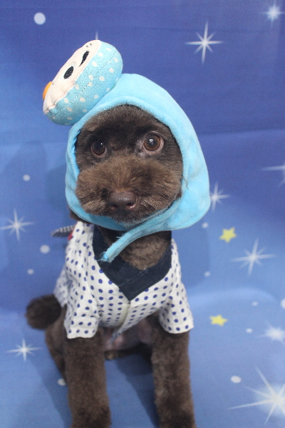 千葉県千葉市のトイプードルのトリミング画像