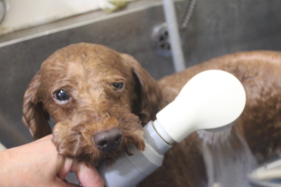 千葉県船橋市のトイプードルのオゾンシャワー画像