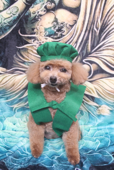 千葉県鎌ケ谷市のトイプードルのトリミング画像