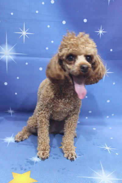 千葉県船橋市のトイプードルのトリミング前画像