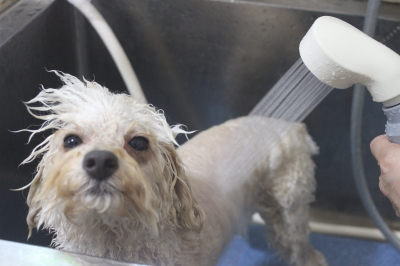 千葉県鎌ケ谷市のトイプードルのオゾンシャワー画像