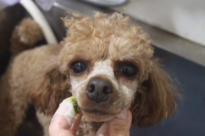 千葉県船橋市のトイプードルの歯磨き画像