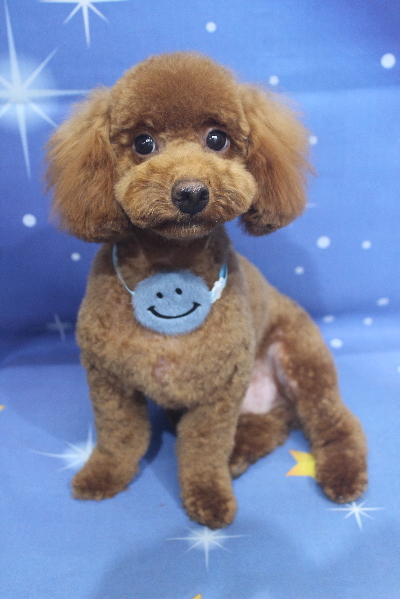 千葉県船橋市のトイプードルのトリミング画像