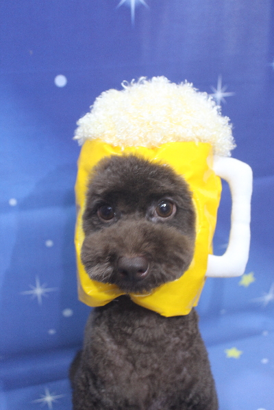 千葉県千葉市のトイプードルのトリミング画像