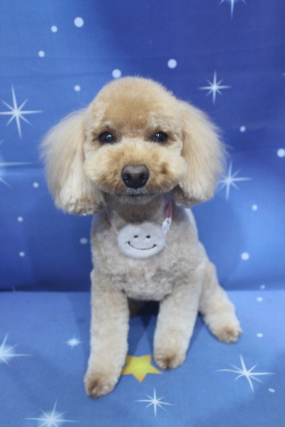 千葉県船橋市のトイプードルのトリミング画像