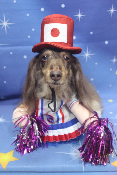 千葉県松戸市のミニチュアダックスのトリミング画像