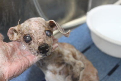 千葉県船橋市のトイプードルのシャンプー画像