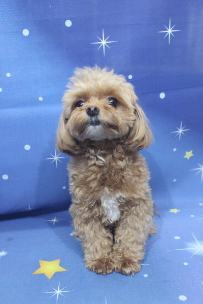 千葉県船橋市のミックス犬のトリミング前画像