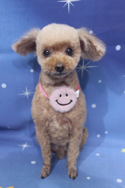 千葉県船橋市のトイプードルのトリミング画像