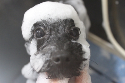 千葉県鎌ケ谷市のトイプードルのシャンプー画像