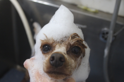 千葉県船橋市のトイプードルのシャンプー画像