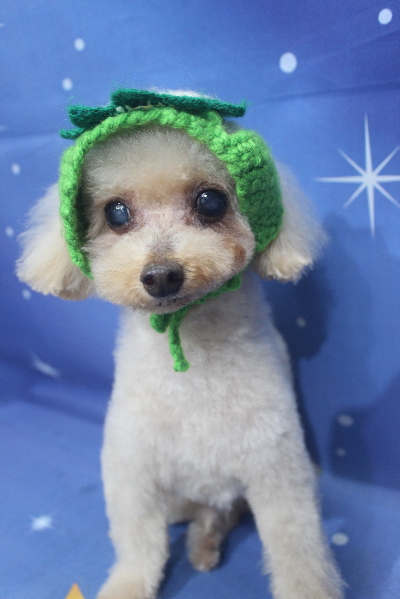 千葉県船橋市のトイプードルのトリミング画像