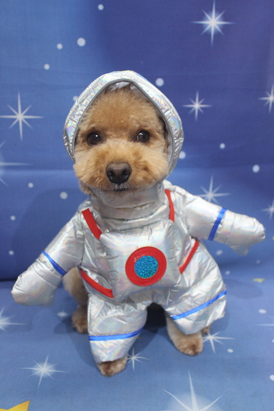 千葉県船橋市のトイプードルのトリミング画像