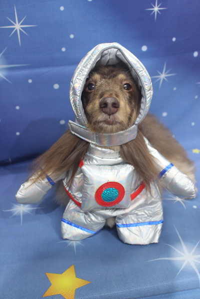 千葉県松戸市のミニチュアダックスのトリミング画像